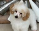 This is Dexter and he is an apricot/white parti Toy Poodle. Dad is Shane a red/white parti. Mom is Vayda an apricot/white parti. Dexter is 13 weeks old, doing great on housebreaking, is perfect to groom, and super smart. $1500