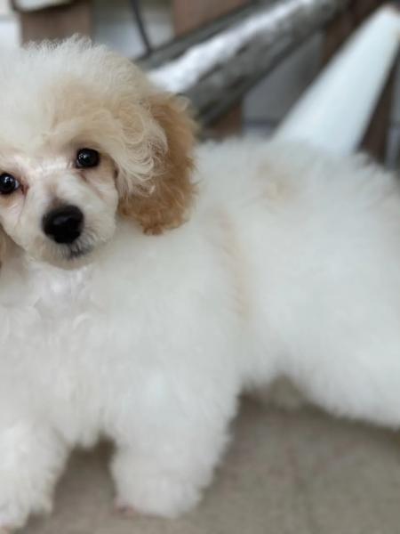 This is Dexter and he is an apricot/white parti Toy Poodle. Dad is Shane a red/white parti. Mom is Vayda an apricot/white parti. Dexter is 13 weeks old, doing great on housebreaking, is perfect to groom, and super smart. $1500