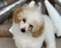 This is Dexter and he is an apricot/white parti Toy Poodle. Dad is Shane a red/white parti. Mom is Vayda an apricot/white parti. Dexter is 13 weeks old, doing great on housebreaking, is perfect to groom, and super smart. $1500