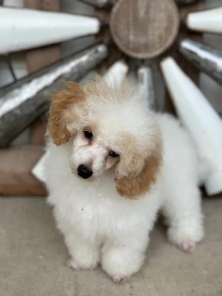 This is Dexter and he is an apricot/white parti Toy Poodle. Dad is Shane a red/white parti. Mom is Vayda an apricot/white parti. Dexter is 13 weeks old, doing great on housebreaking, is perfect to groom, and super smart. $1500