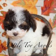 Male Toy Poodle Puppy sold 