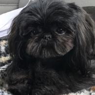 Taji - Shih Tzu 