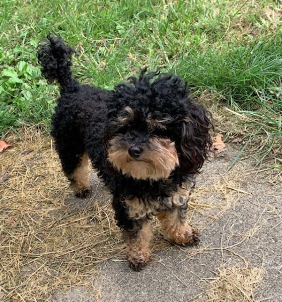 Talon - Male Shih Tzu Stud 