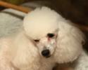 Decklin - Toy Poodle Stud 