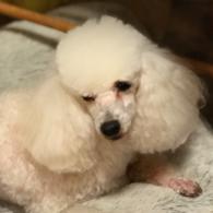 Decklin - Toy Poodle Stud 